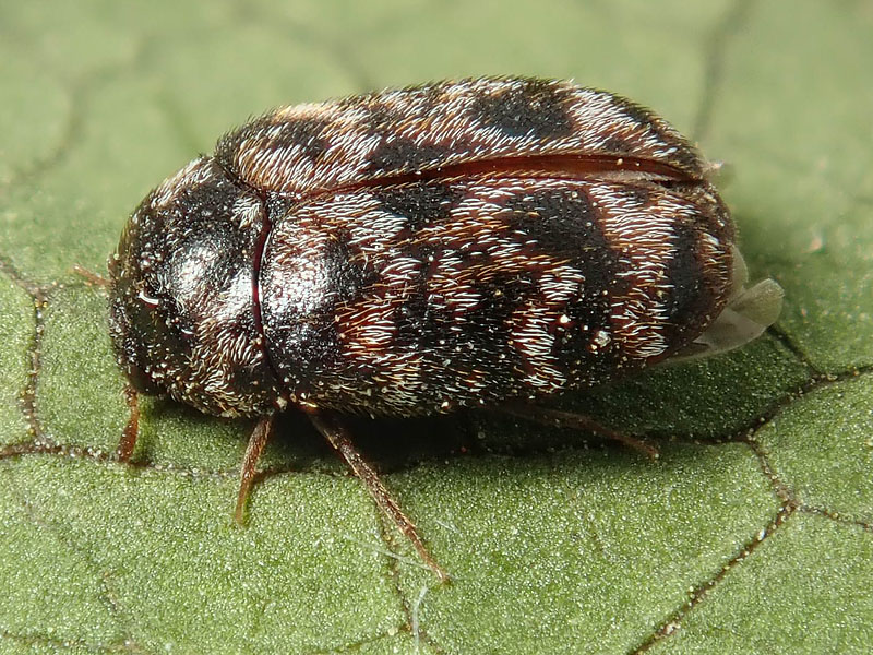 Dermestidae: Trogoderma versicolor (cfr.)